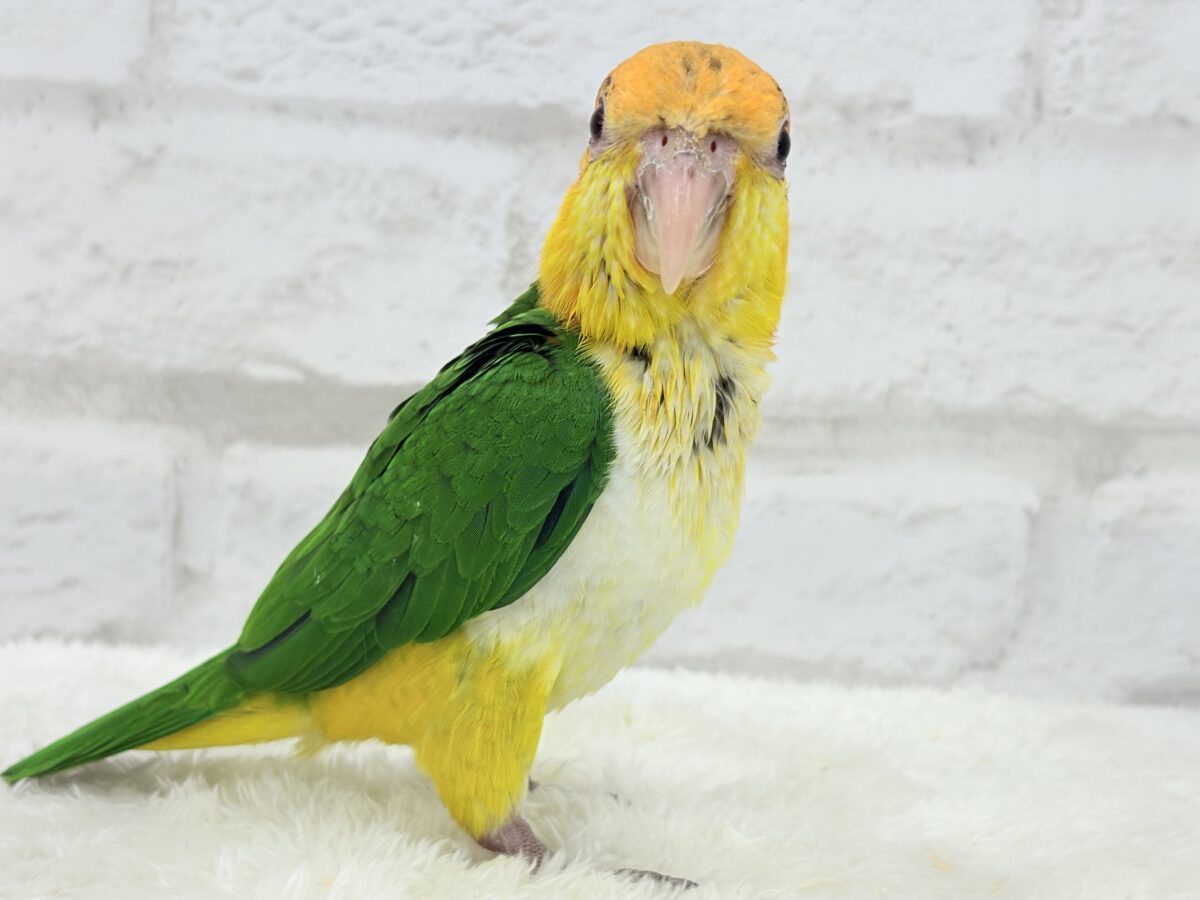 シロハラインコ