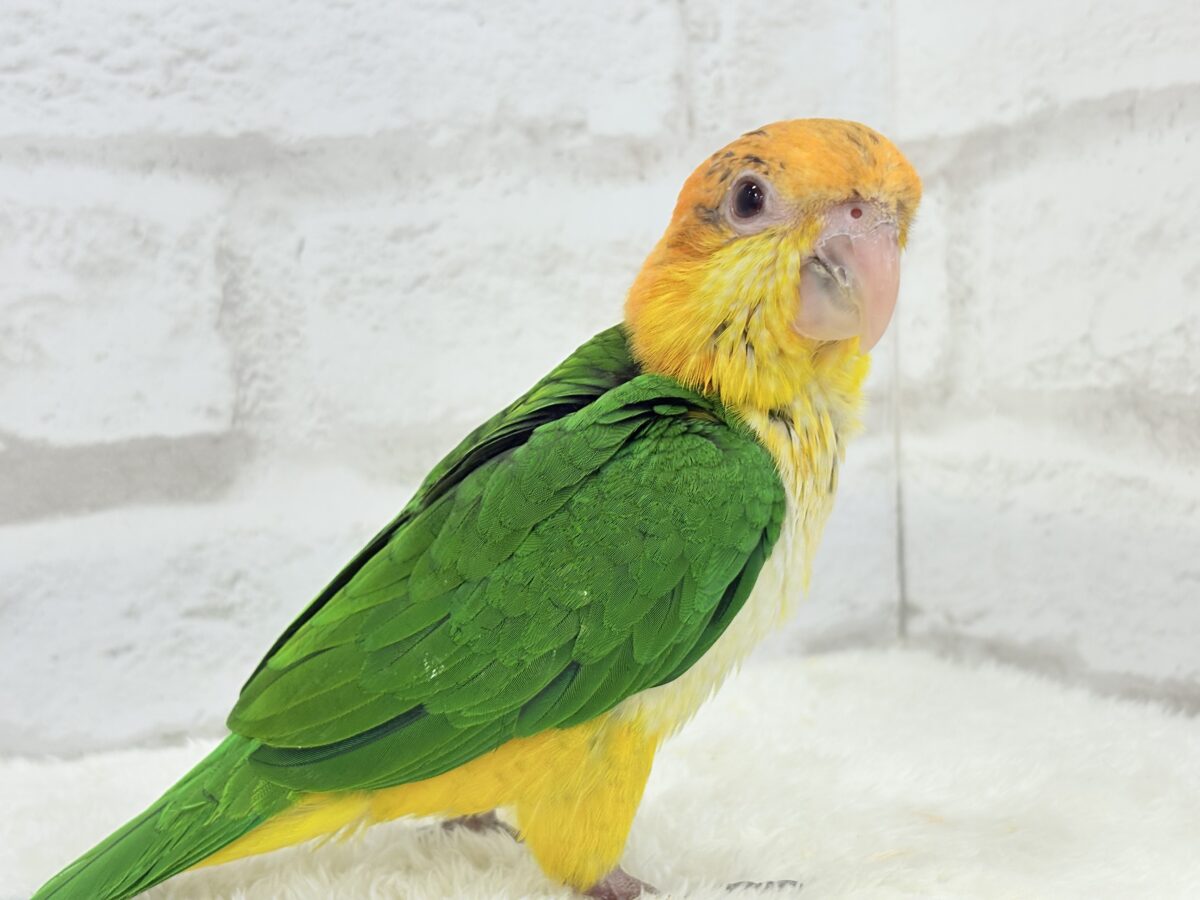シロハラインコ