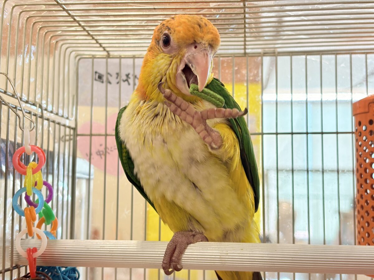 シロハラインコ