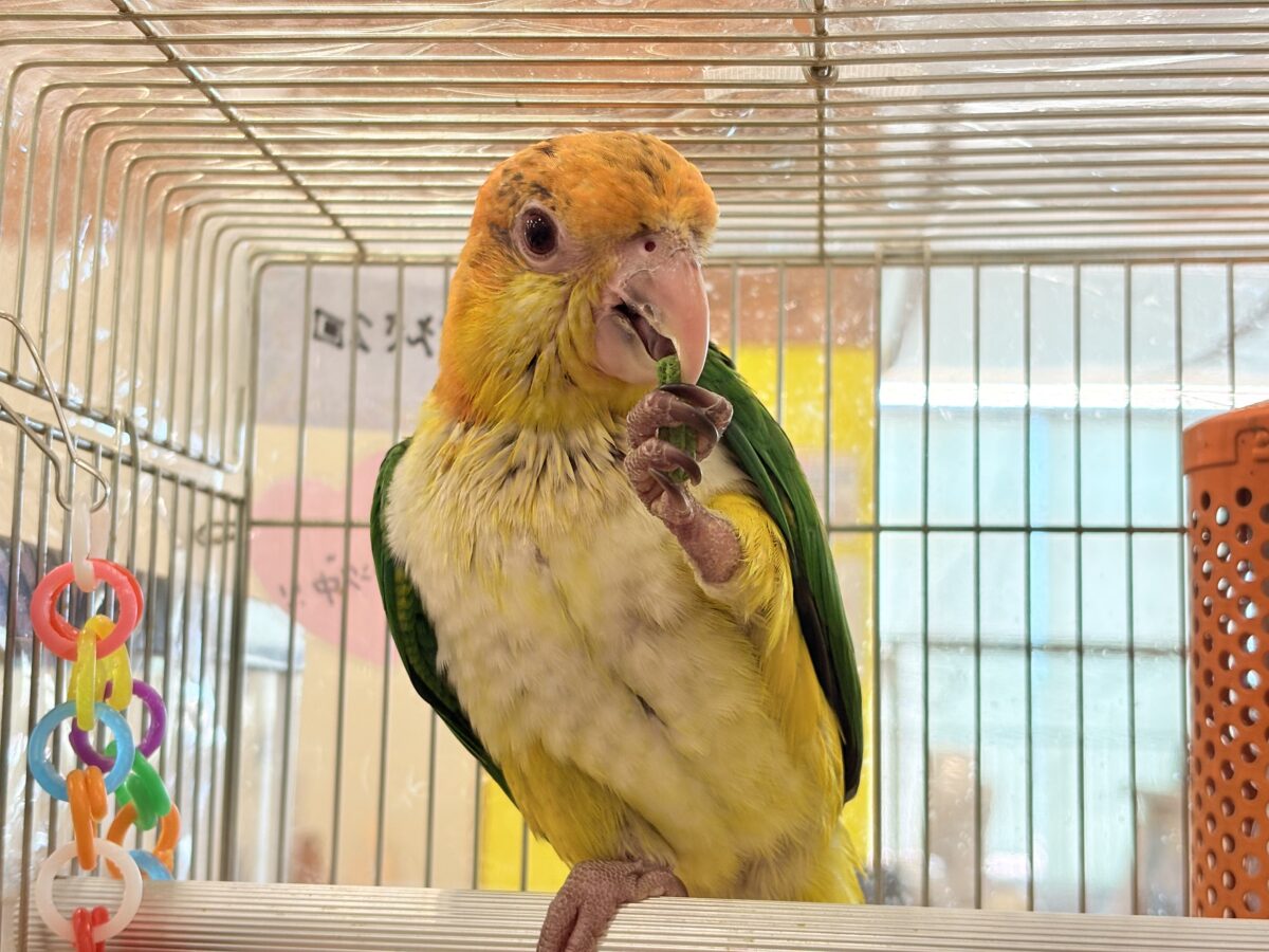 シロハラインコ
