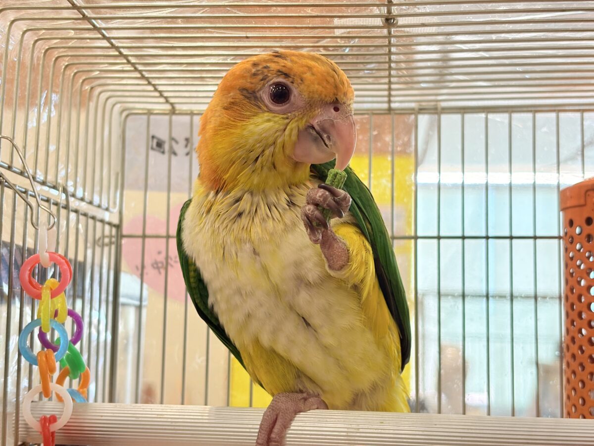 シロハラインコ