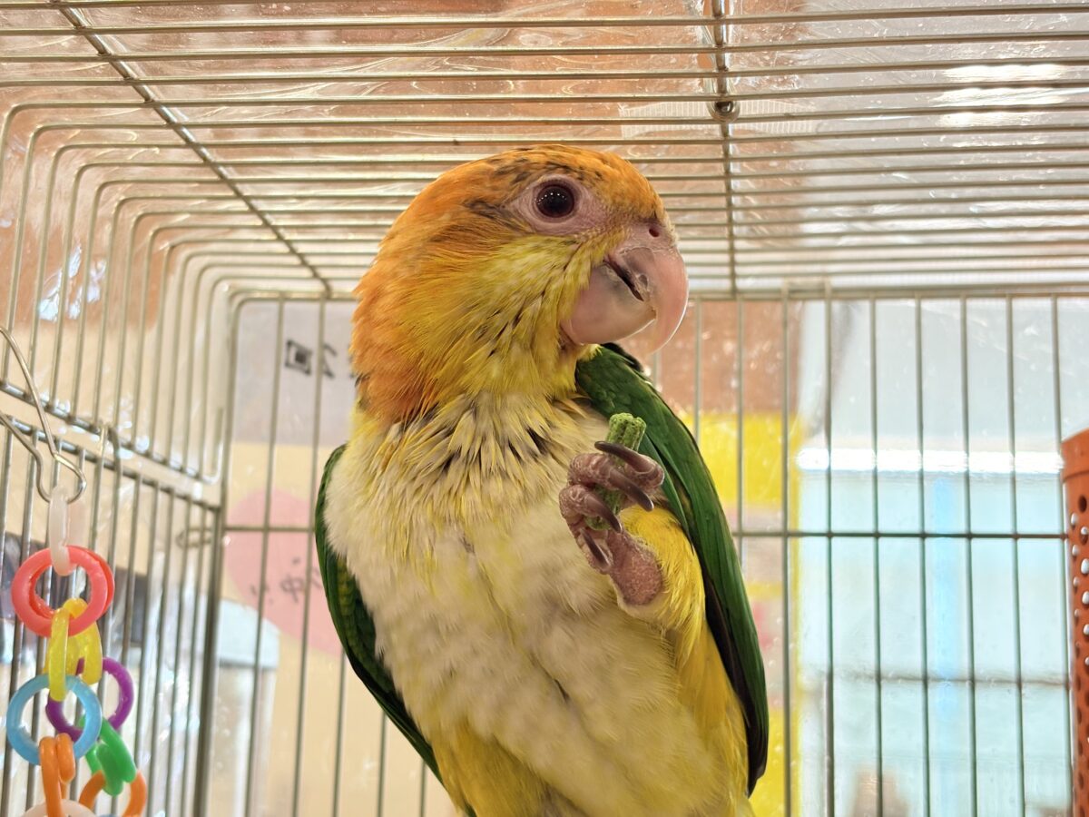 シロハラインコ