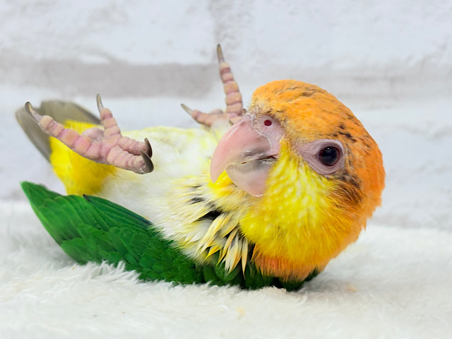 【最新画像・動画更新🪄】元気印🪅みかん頭の甘えんぼ🍊💖シロハラインコ ヒナ