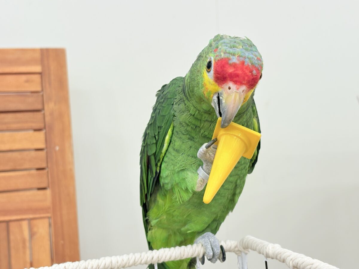 キホオボウシインコ