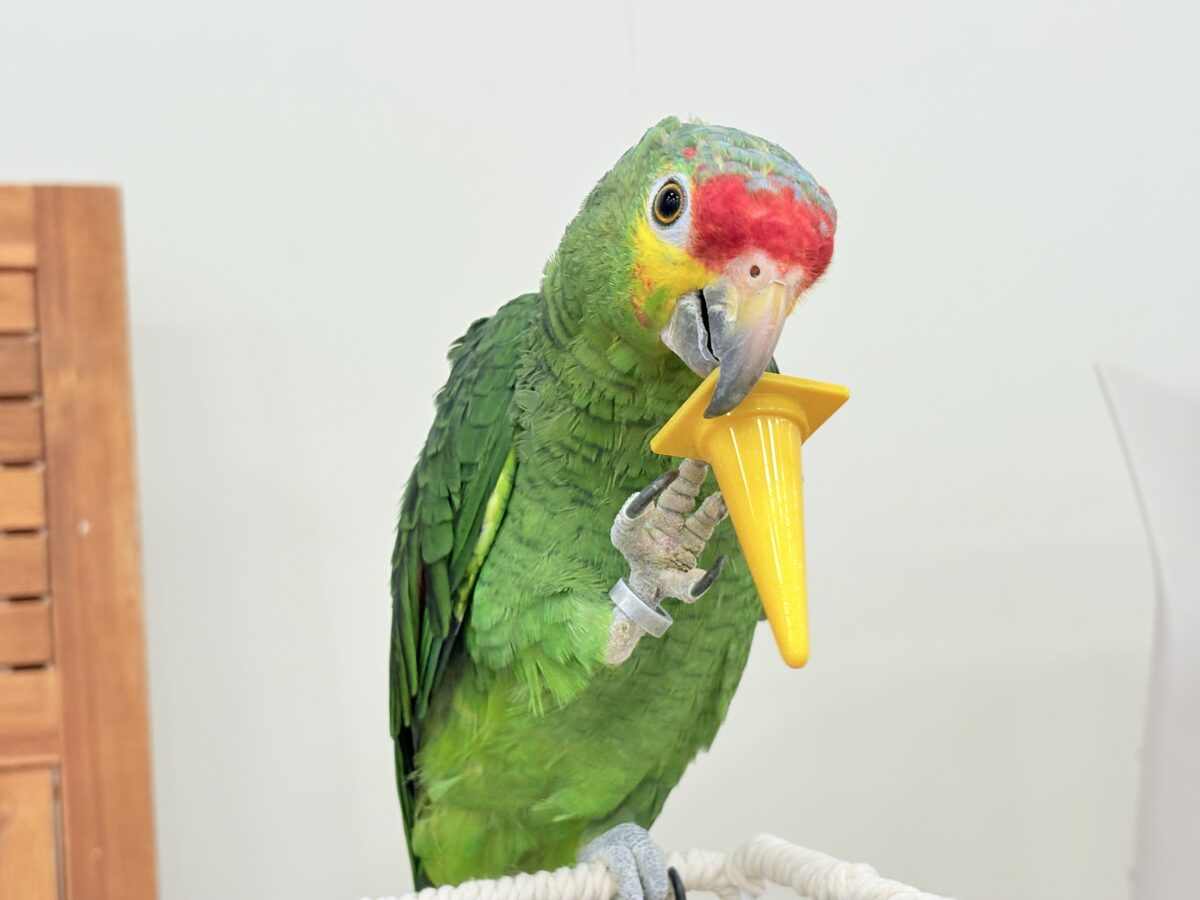 キホオボウシインコ