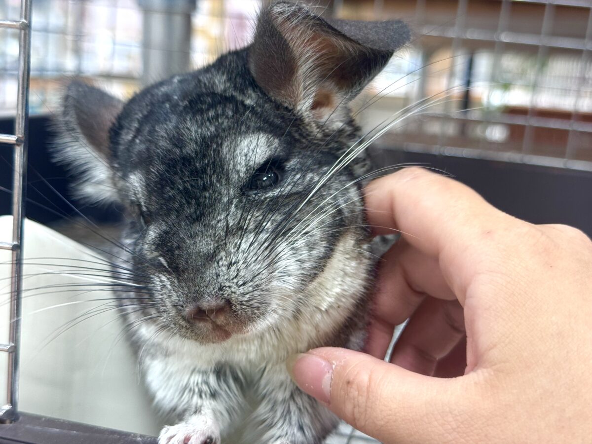 まんまるもふもふな構ってちゃん❣️チンチラ(グレー) チンチラ