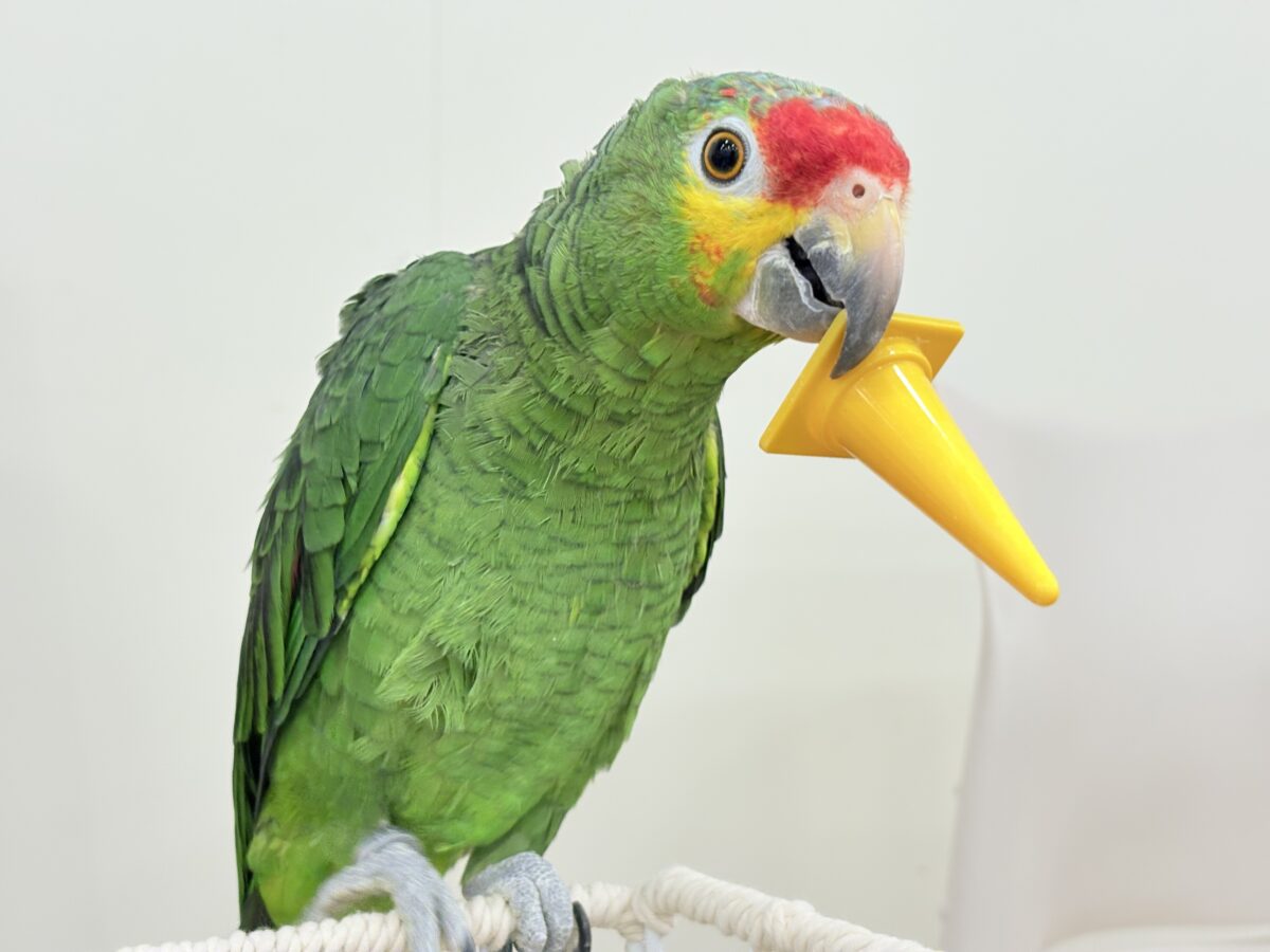 キホオボウシインコ
