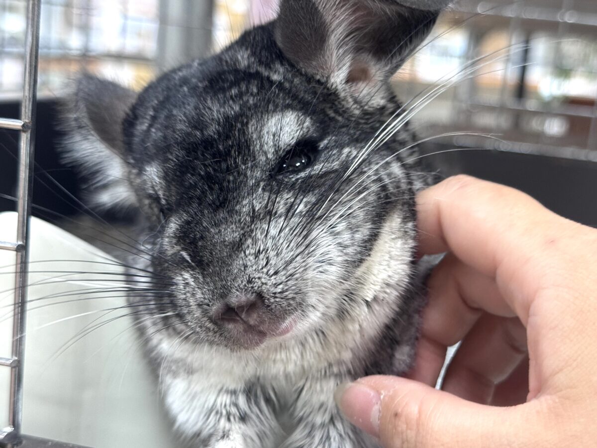まんまるもふもふな構ってちゃん❣️チンチラ(グレー) チンチラ