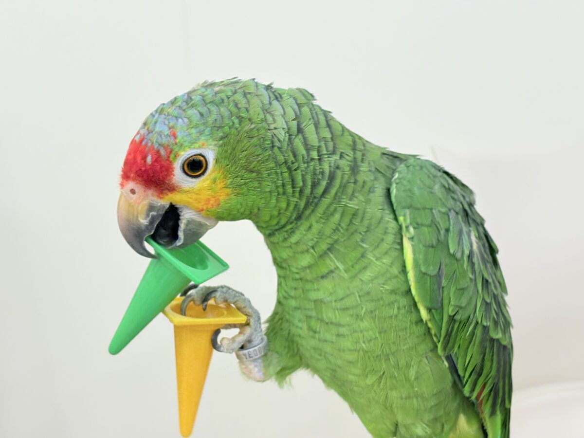 キホオボウシインコ
