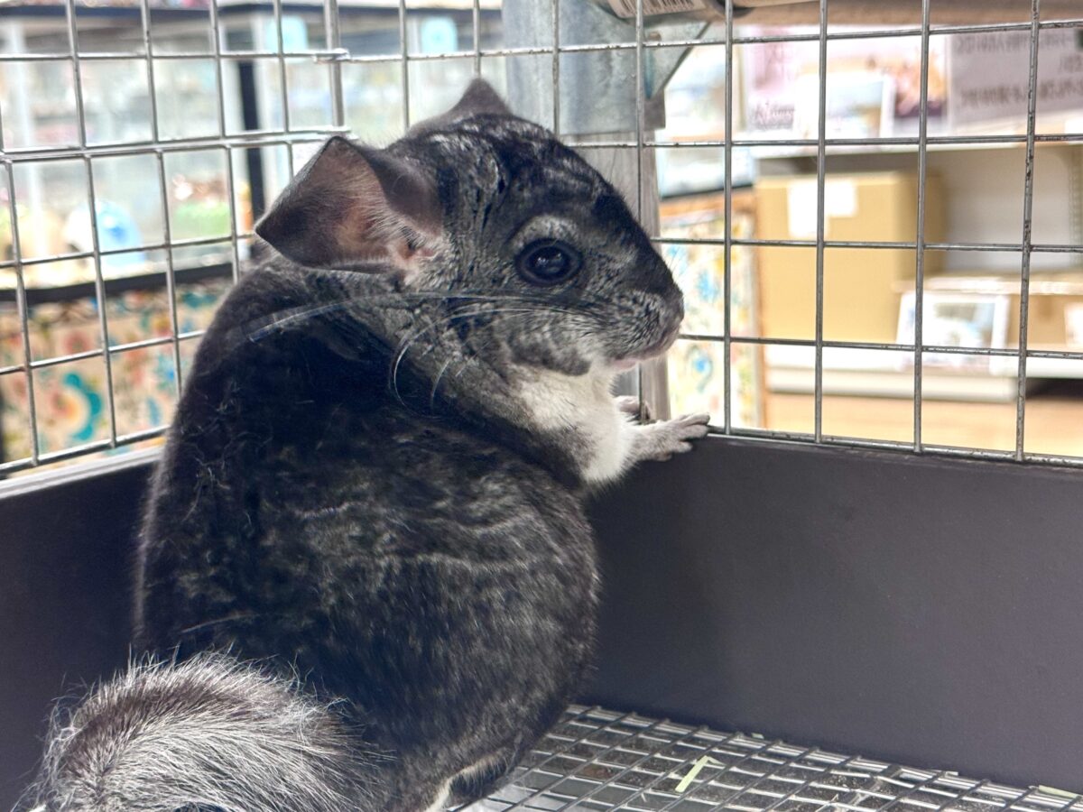 まんまるもふもふな構ってちゃん❣️チンチラ(グレー) チンチラ