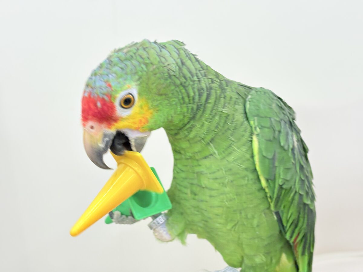 キホオボウシインコ