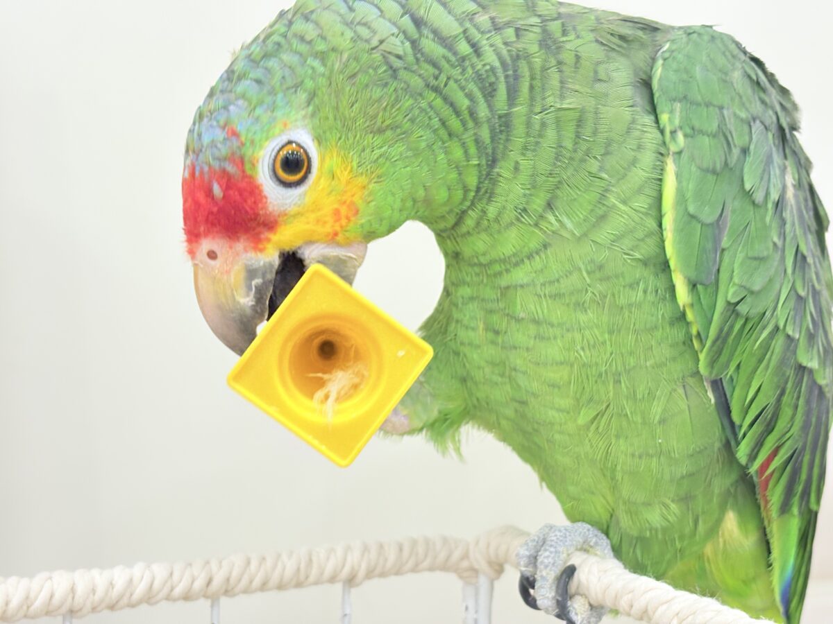 キホオボウシインコ