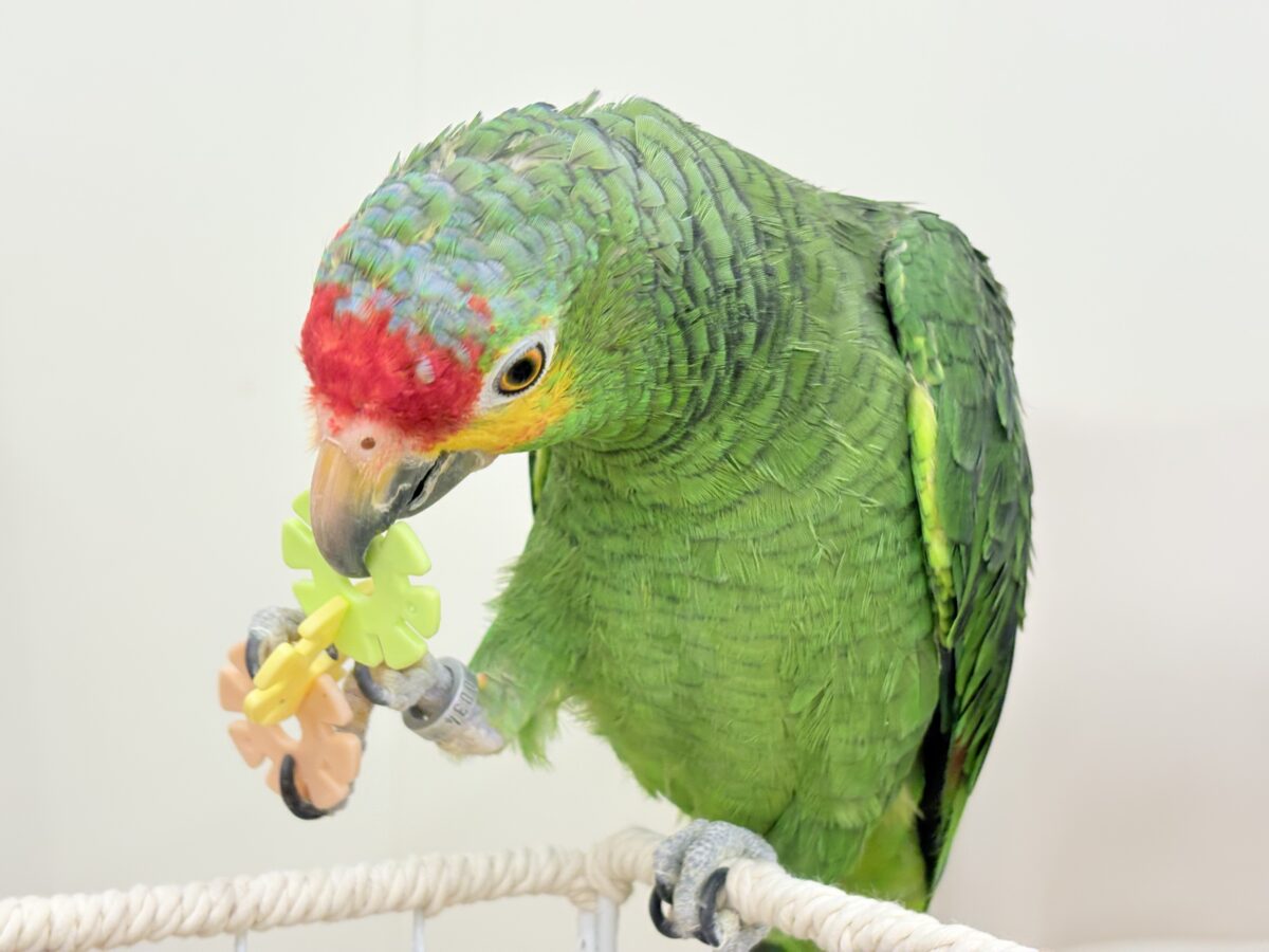 キホオボウシインコ