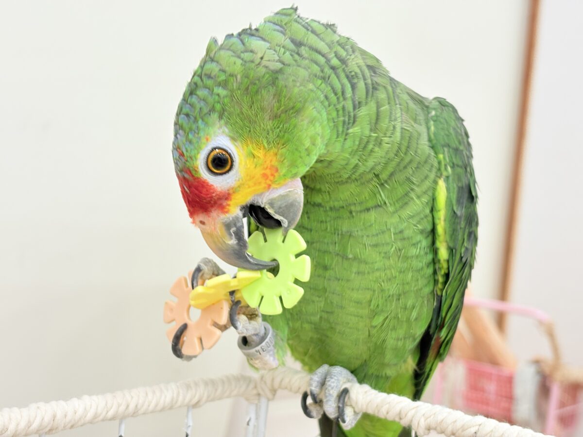 キホオボウシインコ
