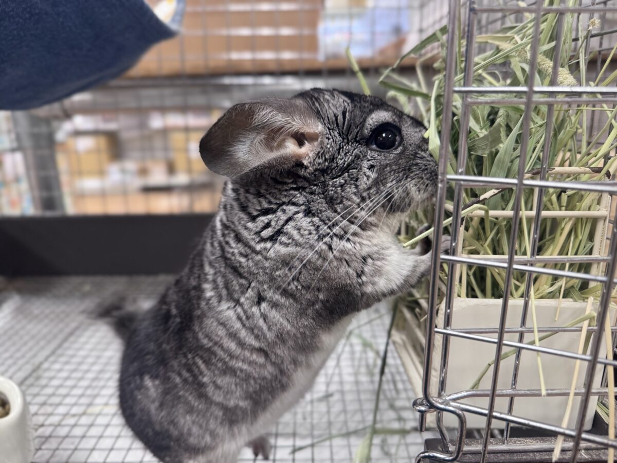 まんまるもふもふな構ってちゃん❣️チンチラ(グレー) チンチラ
