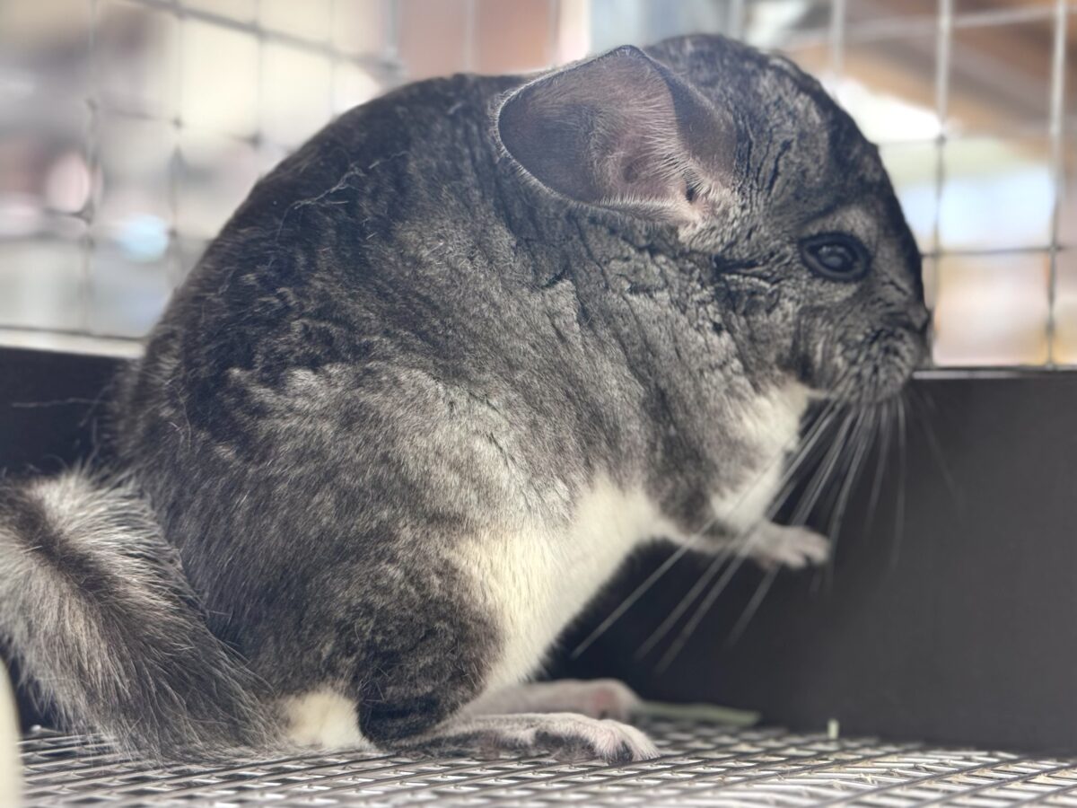まんまるもふもふな構ってちゃん❣️チンチラ(グレー) チンチラ