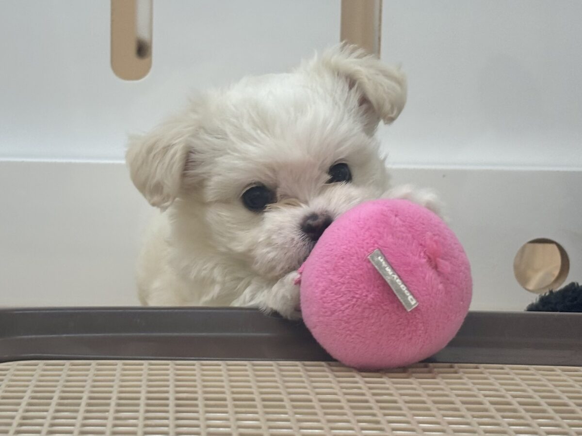 アピール上手は私のこ〜と♥チワマルちゃん！