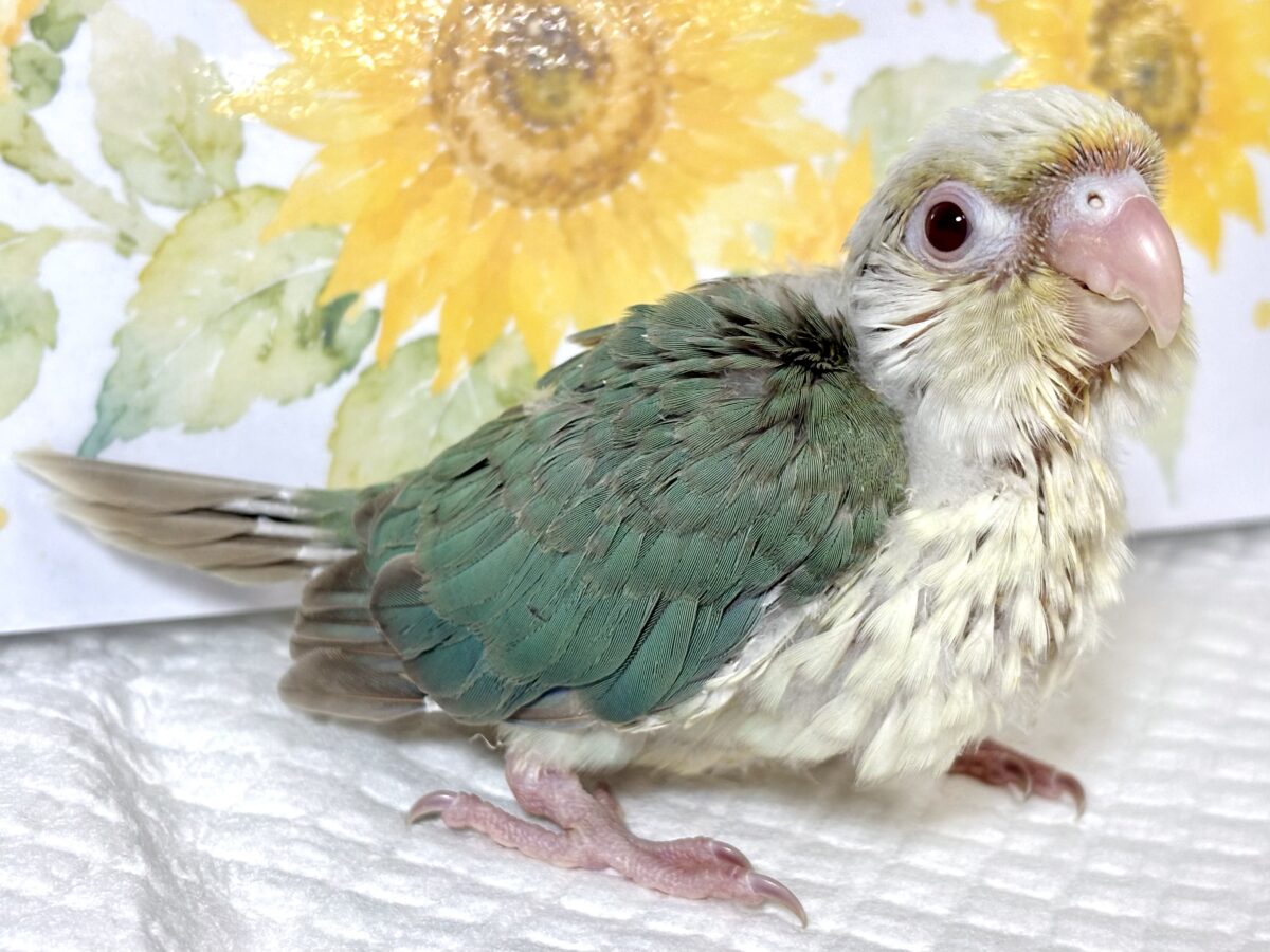 ホオミドリウロコインコ