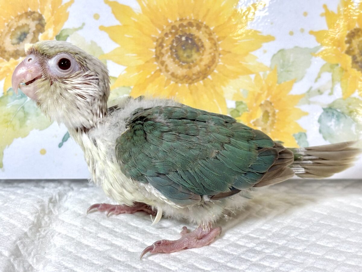 ホオミドリウロコインコ