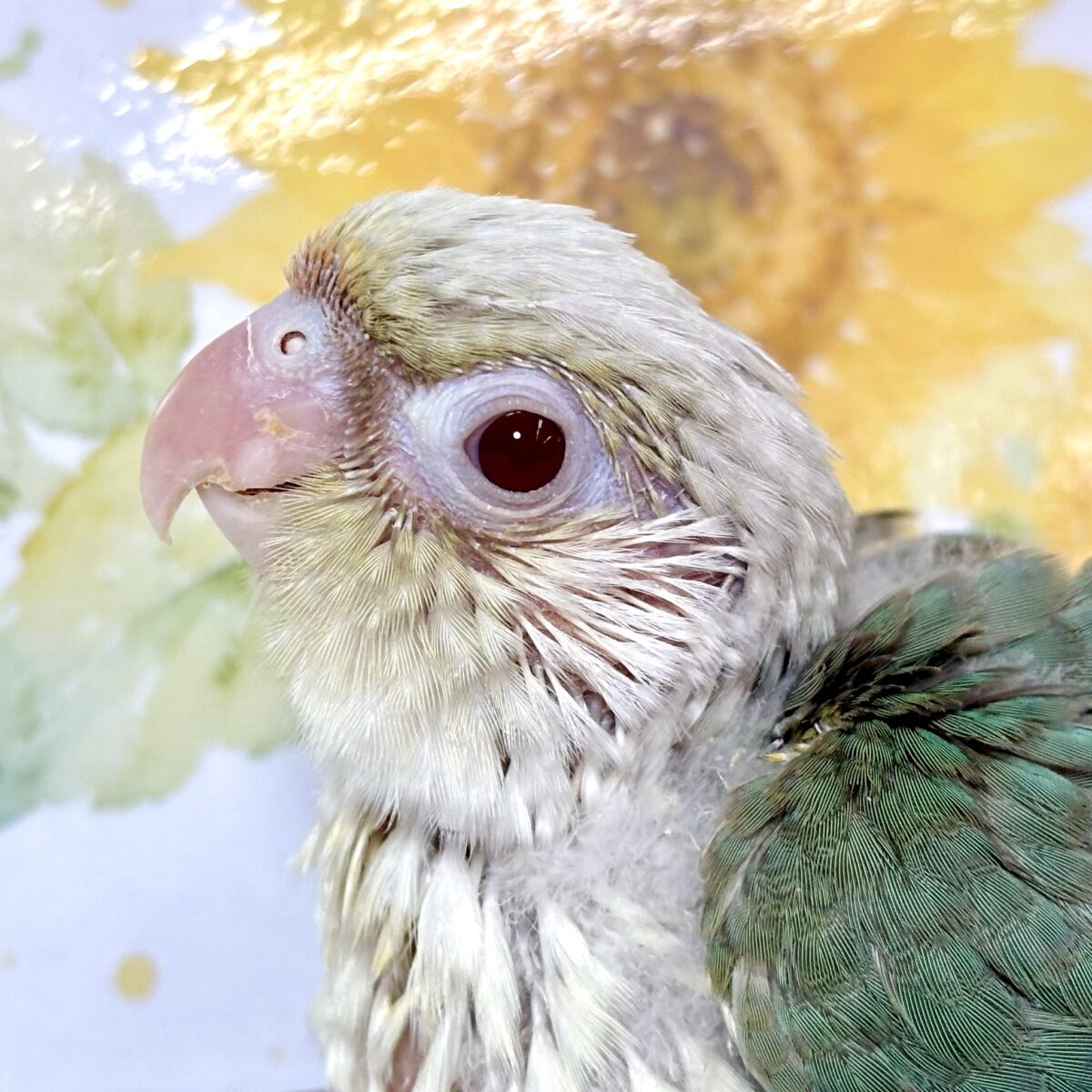 ホオミドリウロコインコ