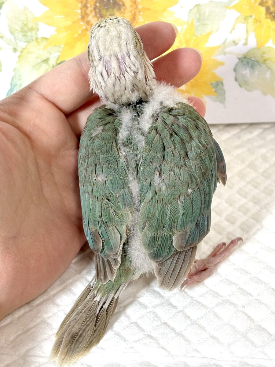 ホオミドリウロコインコ