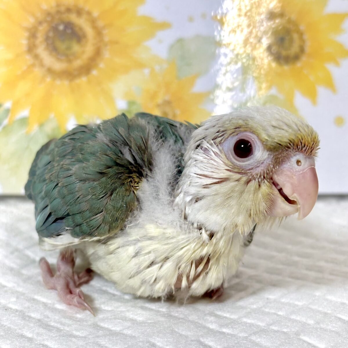 ホオミドリウロコインコ