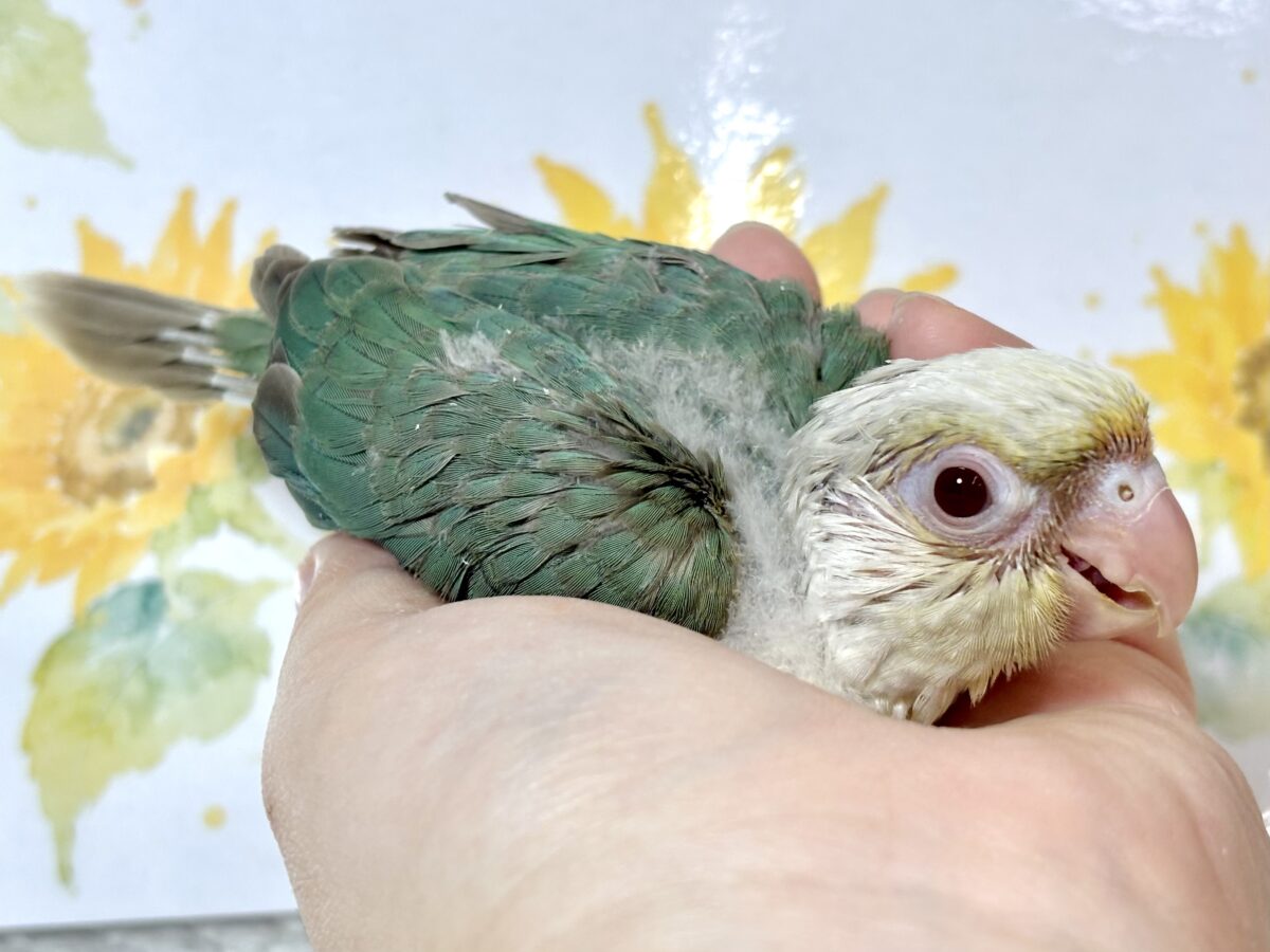 ホオミドリウロコインコ