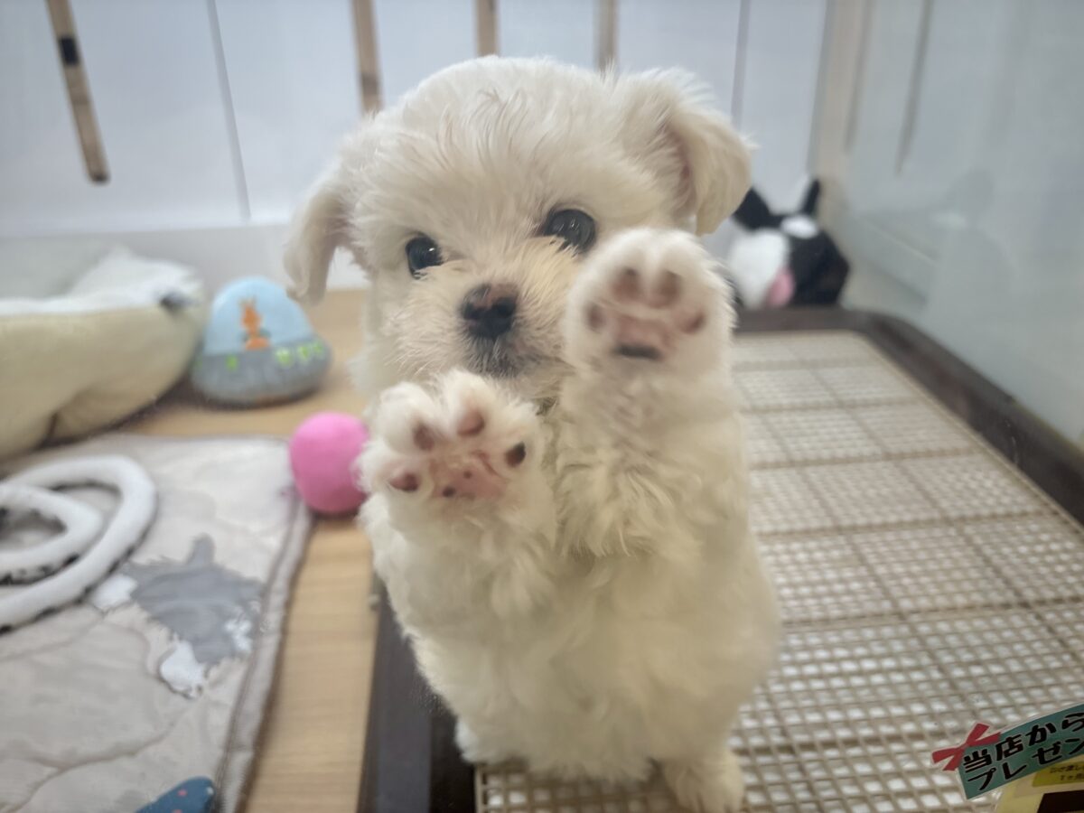 チワマル（マルチワ）