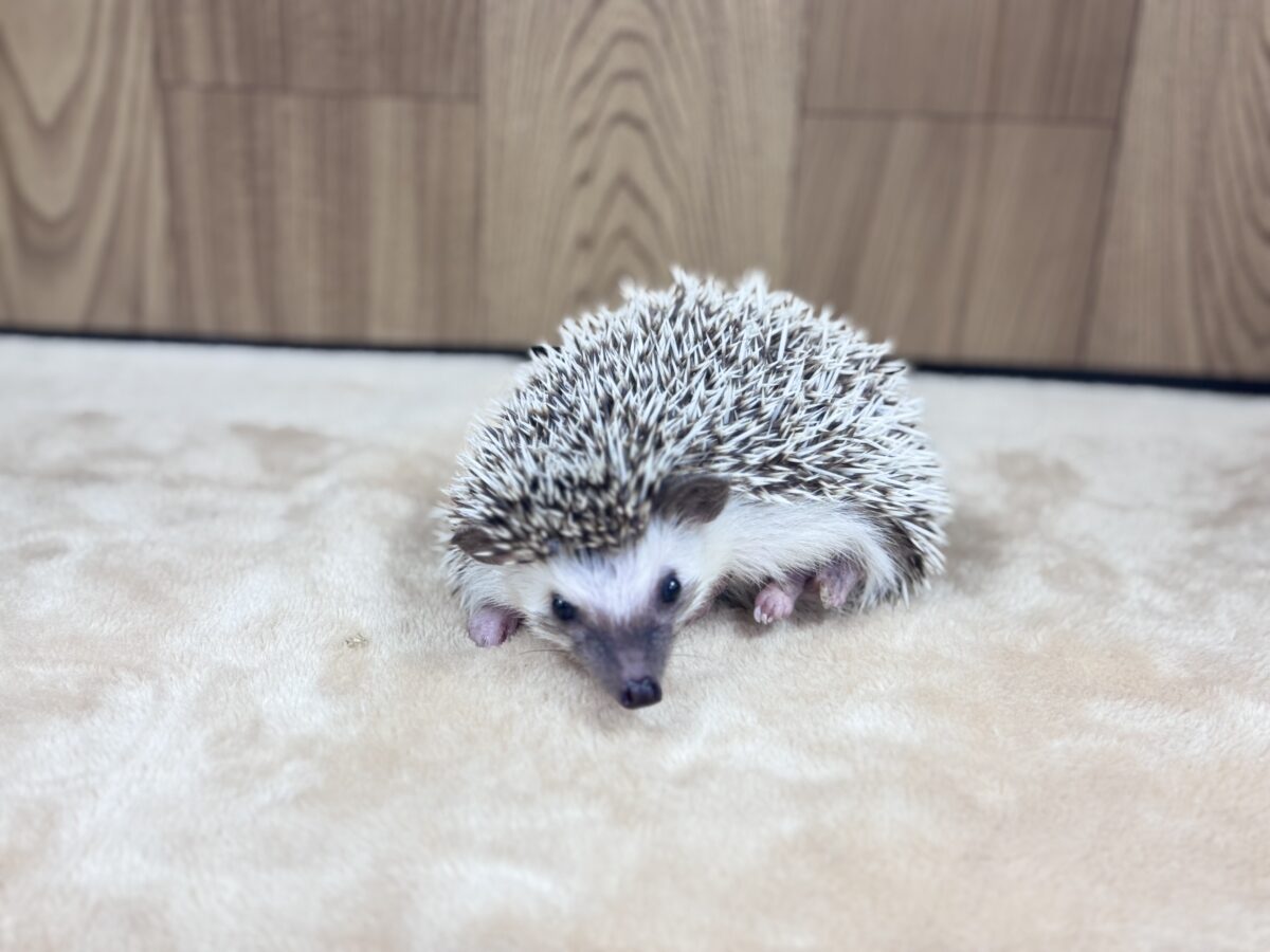 きゅるきゅる❣️可愛すぎるお顔👀💕ハリネズミ(パイド) ハリネズミ(ヨツユビハリネズミ)