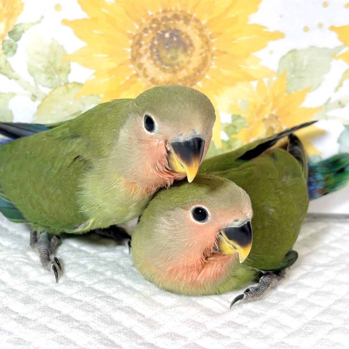 コザクラインコ ノーマル 2羽 🌸‪💚💙️🩵✨‬