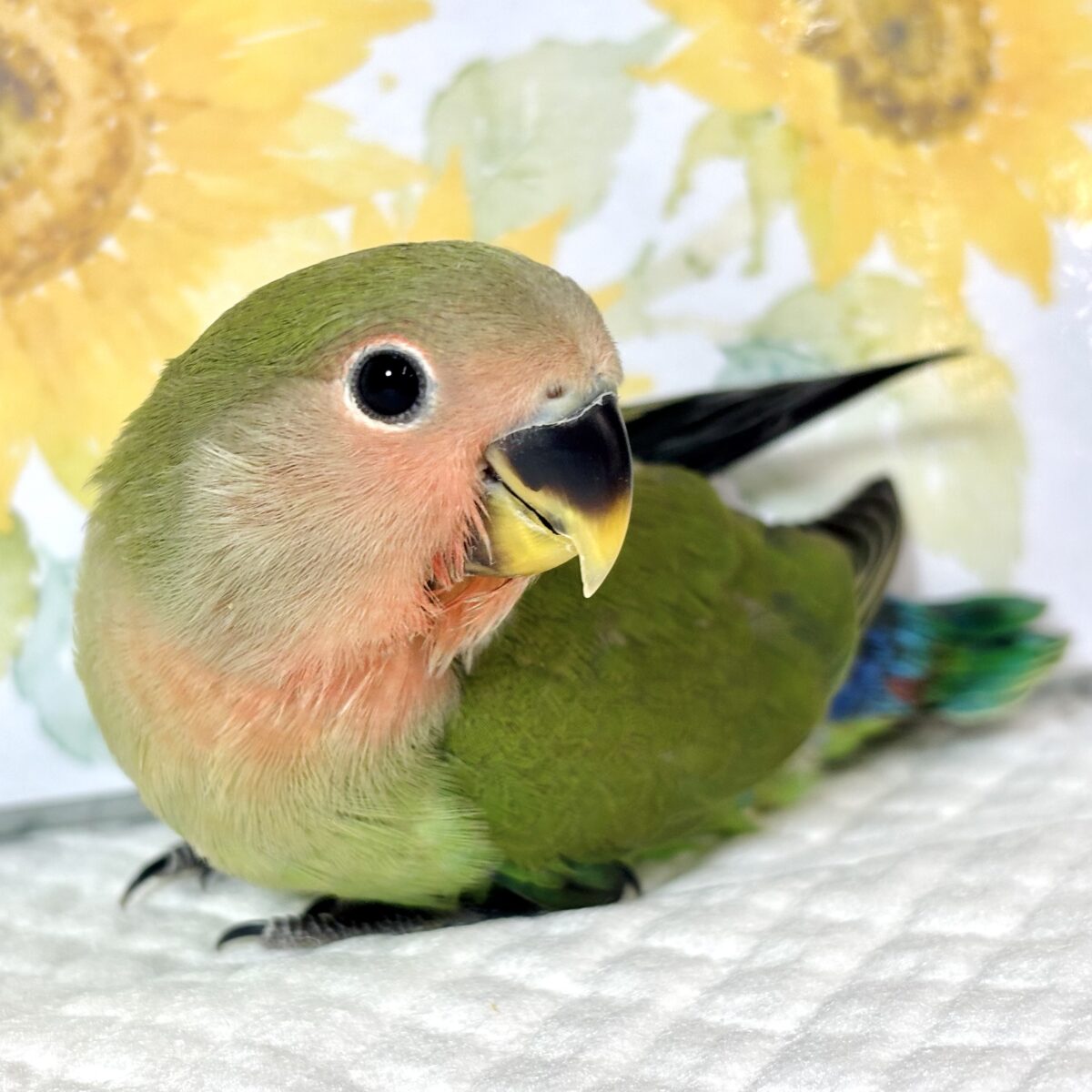 コザクラインコ（小桜インコ）