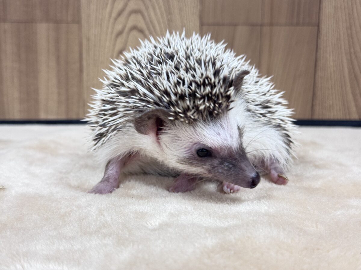 きゅるきゅる❣️可愛すぎるお顔👀💕ハリネズミ(パイド) ハリネズミ(ヨツユビハリネズミ)