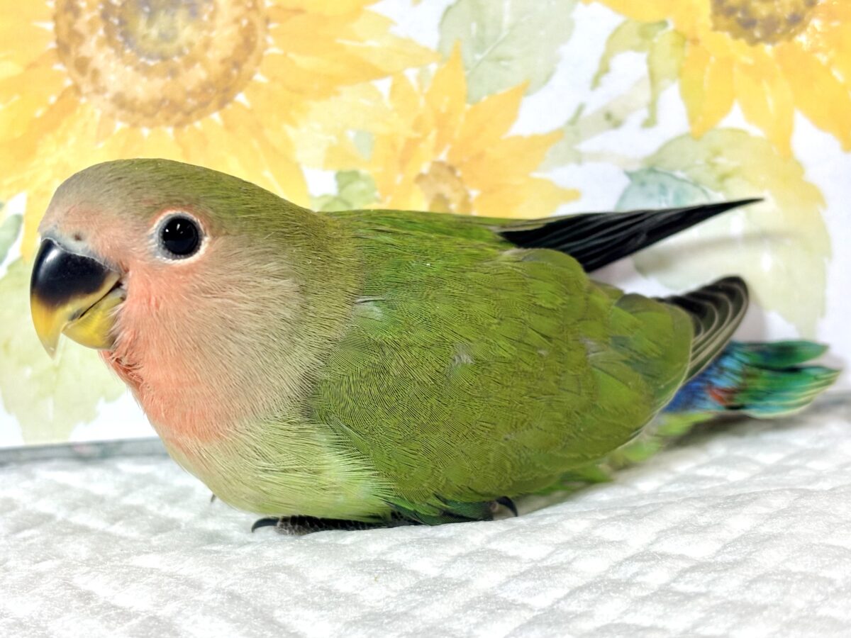 コザクラインコ（小桜インコ）