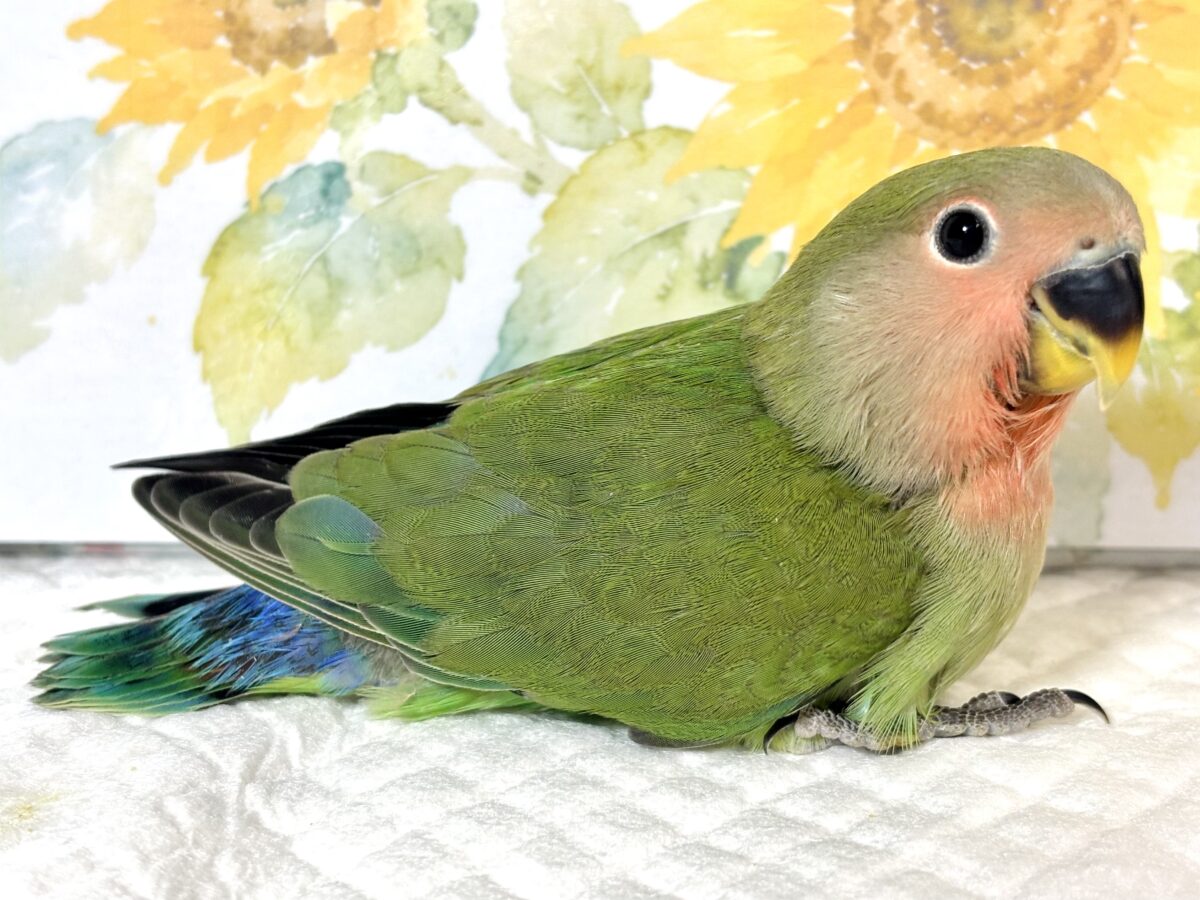 コザクラインコ（小桜インコ）