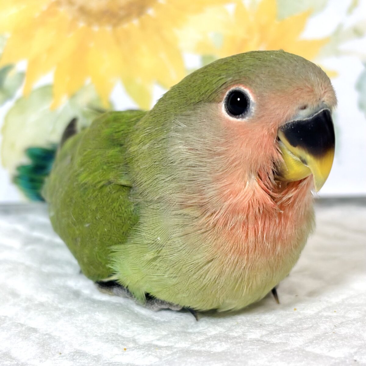 コザクラインコ（小桜インコ）