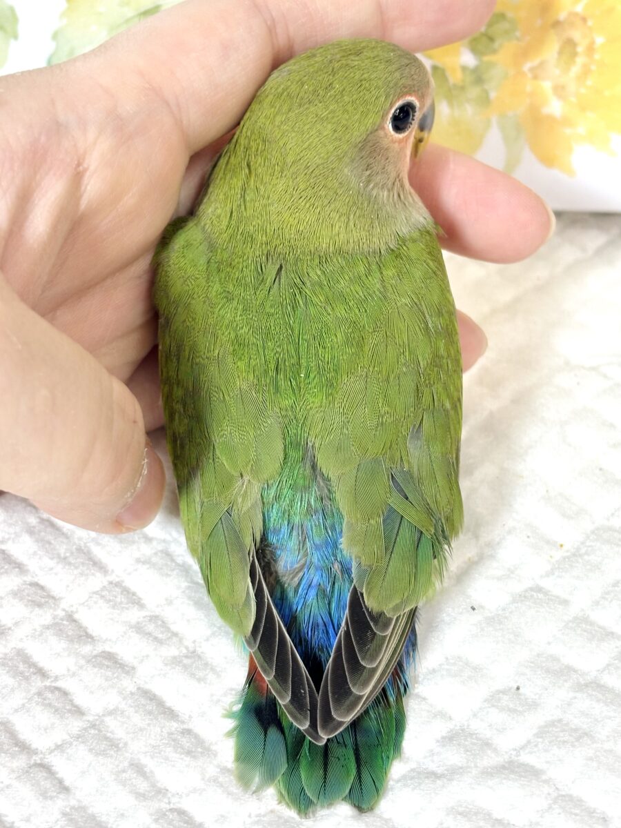 コザクラインコ（小桜インコ）