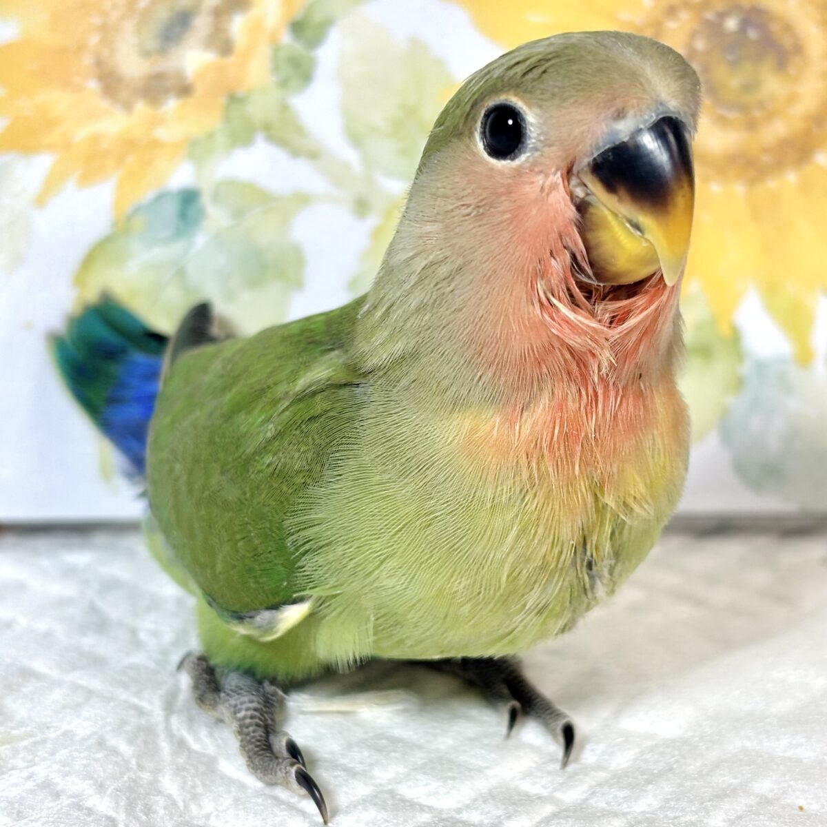 コザクラインコ（小桜インコ）