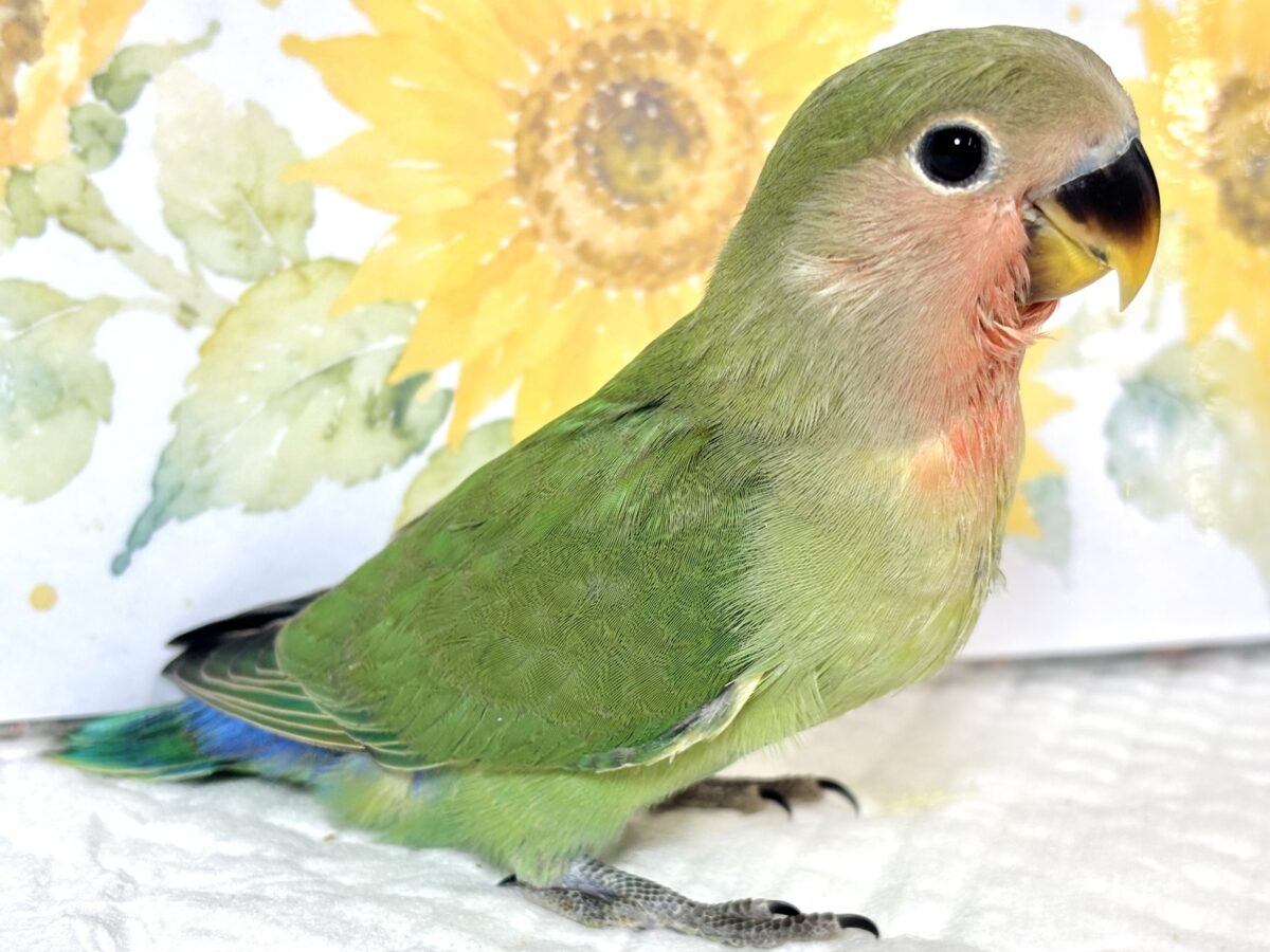コザクラインコ（小桜インコ）