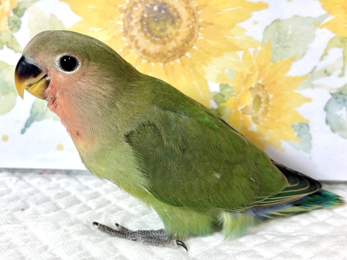 コザクラインコ（小桜インコ）