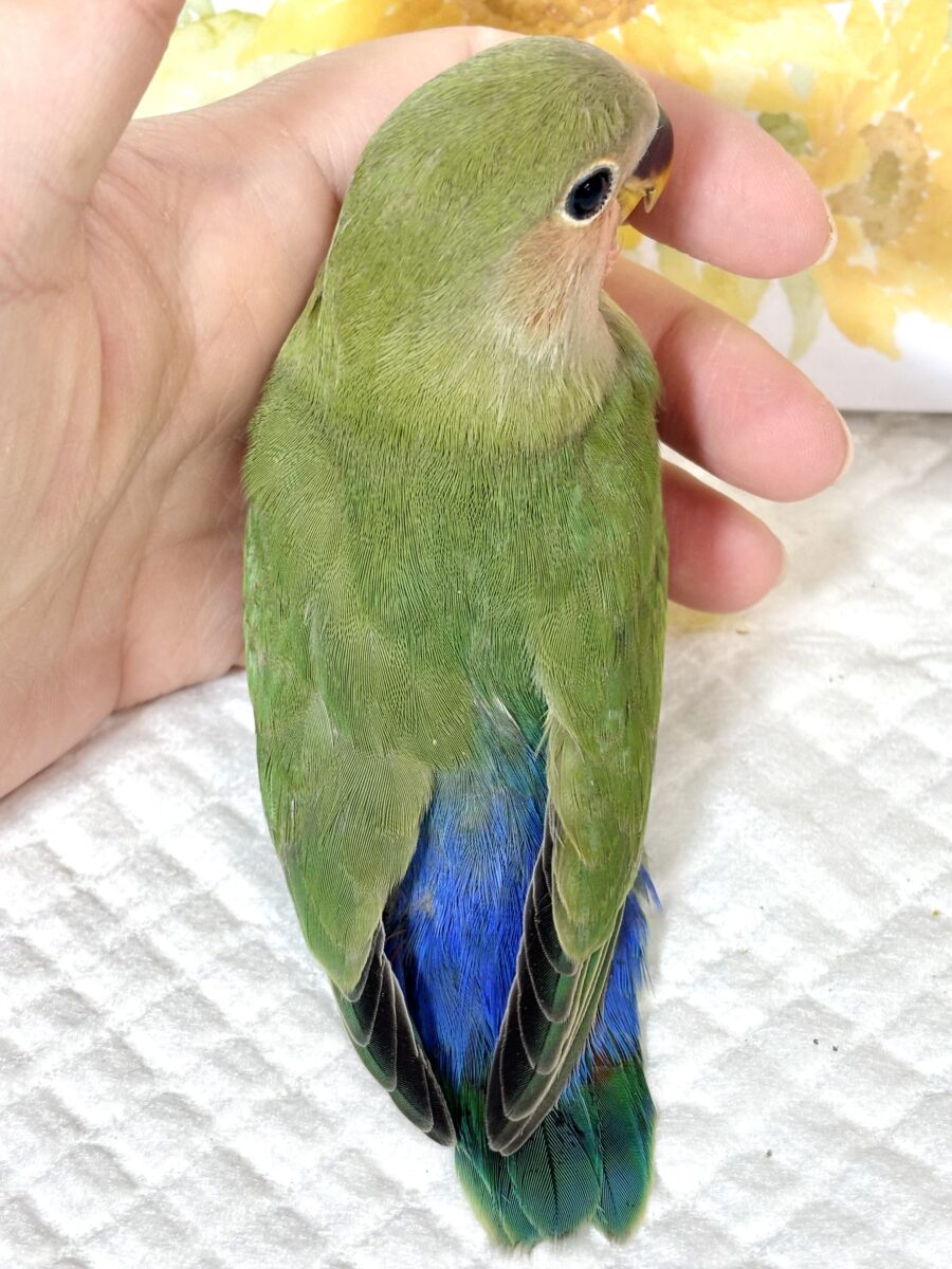 コザクラインコ（小桜インコ）