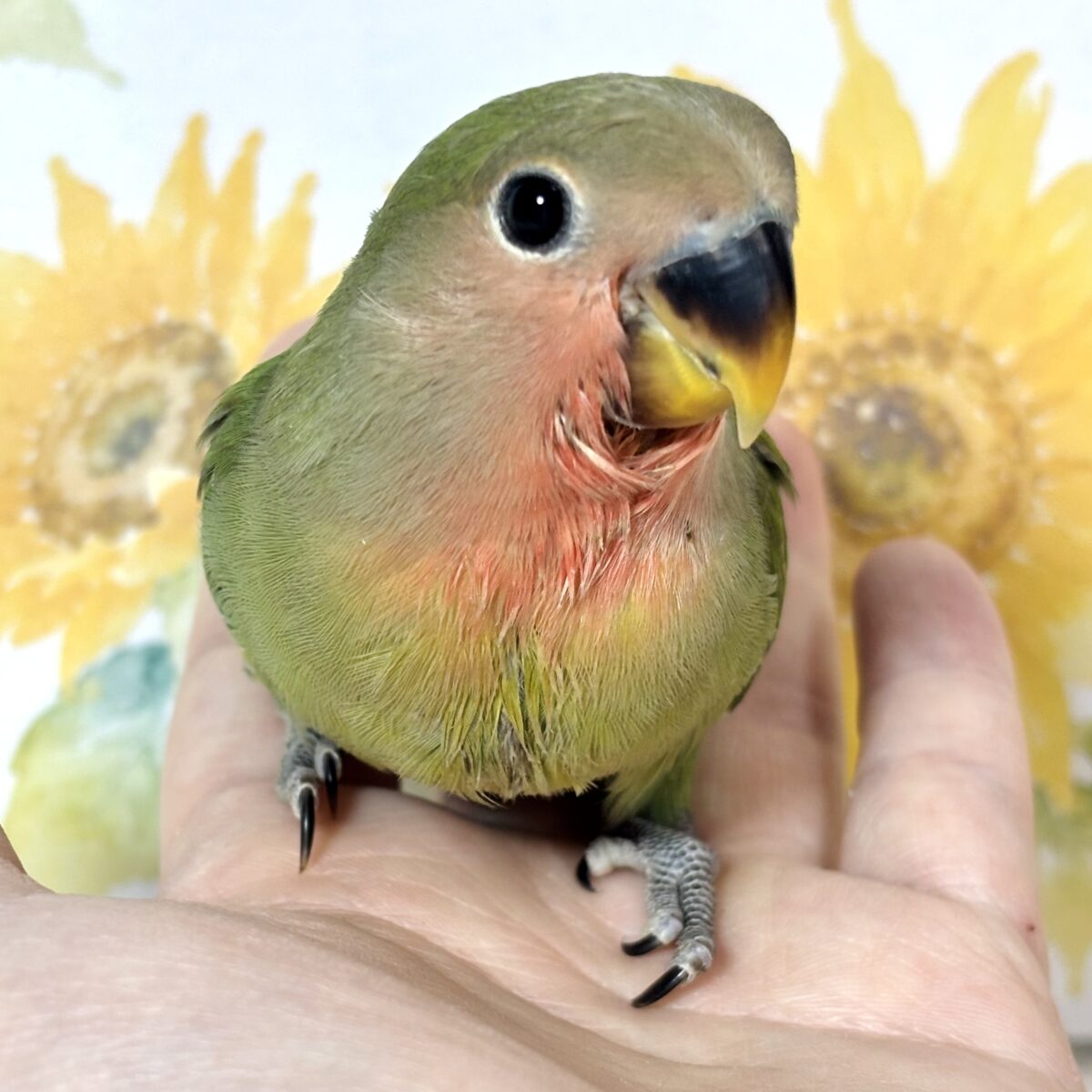 コザクラインコ（小桜インコ）
