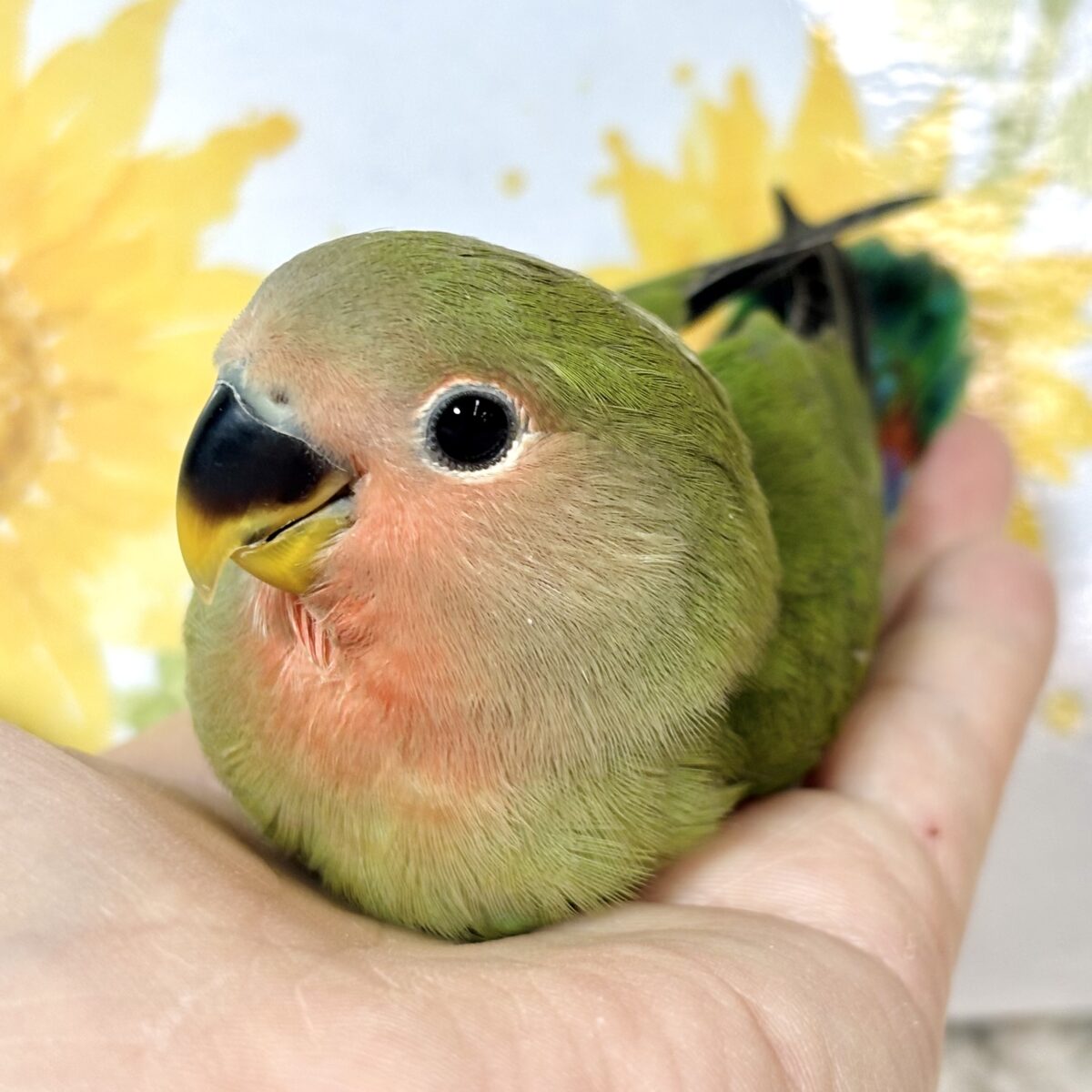 コザクラインコ（小桜インコ）