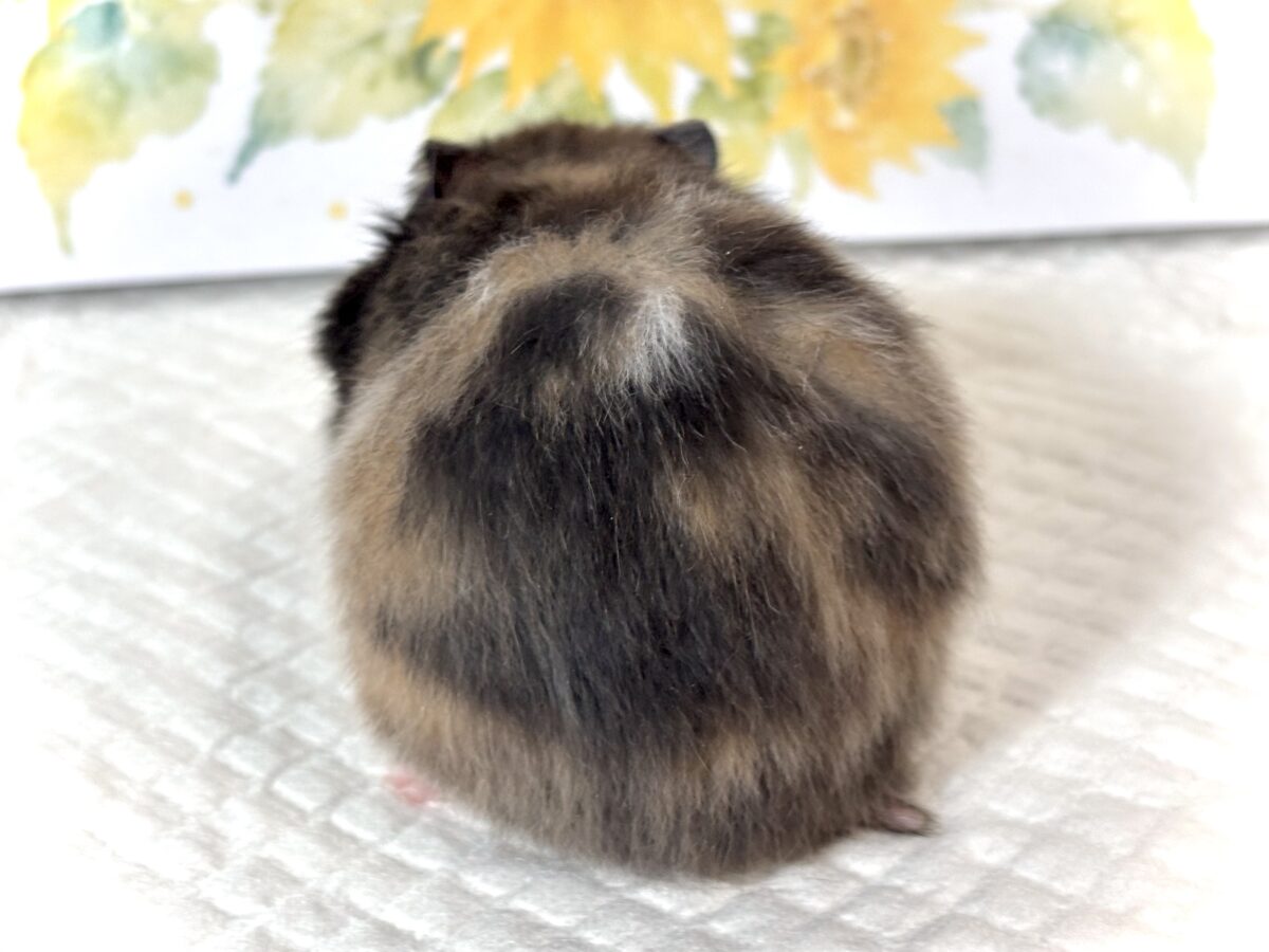ゴールデンハムスター