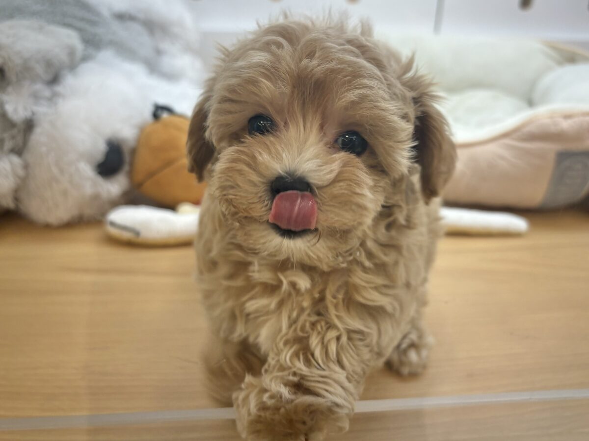 私を見てぇ〜〜〜〜!マルプーちゃん! マルプー