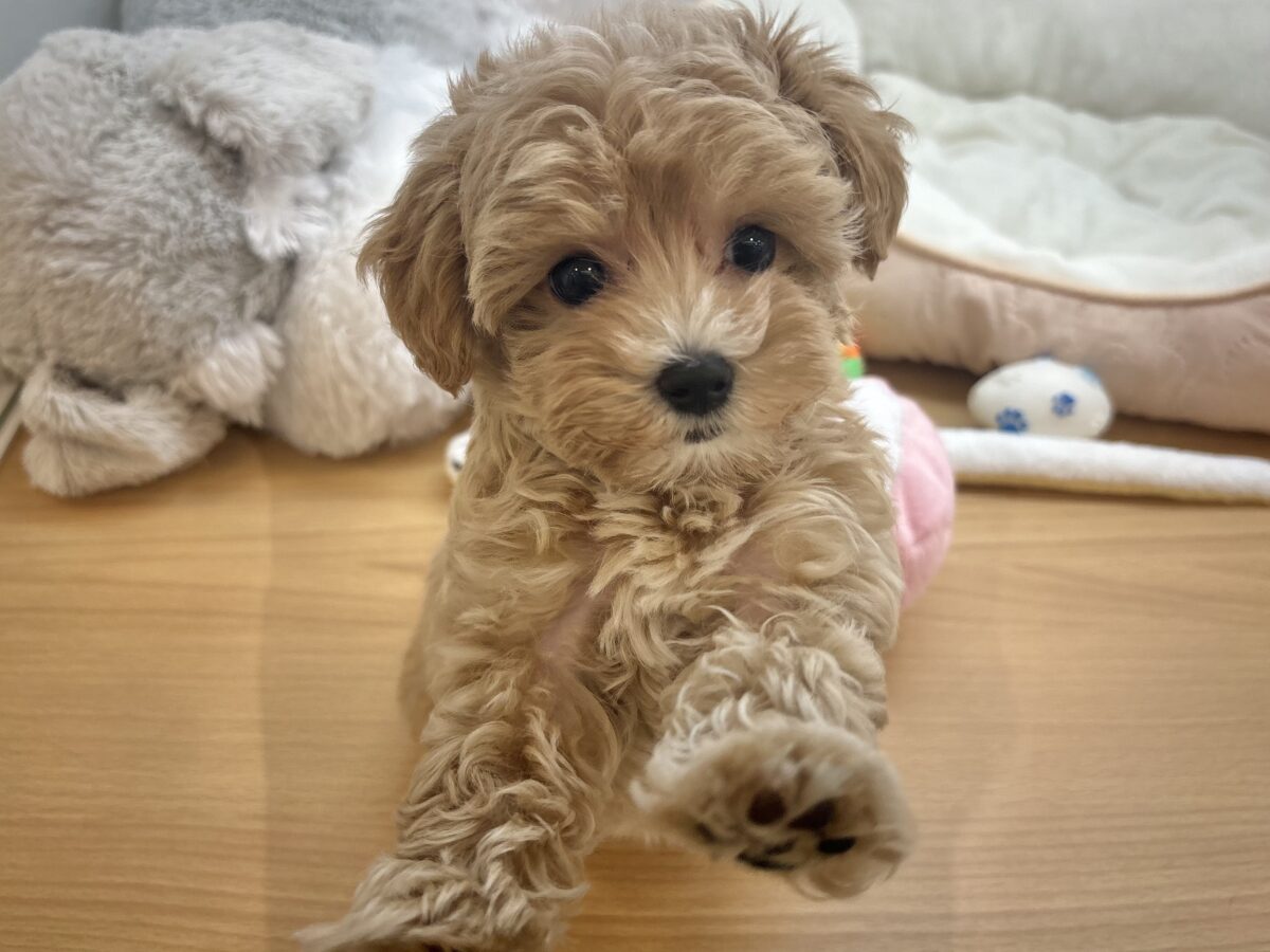 私を見てぇ〜〜〜〜！マルプーちゃん！