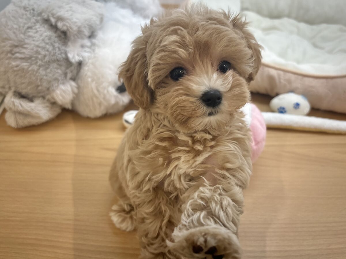 私を見てぇ〜〜〜〜!マルプーちゃん! マルプー