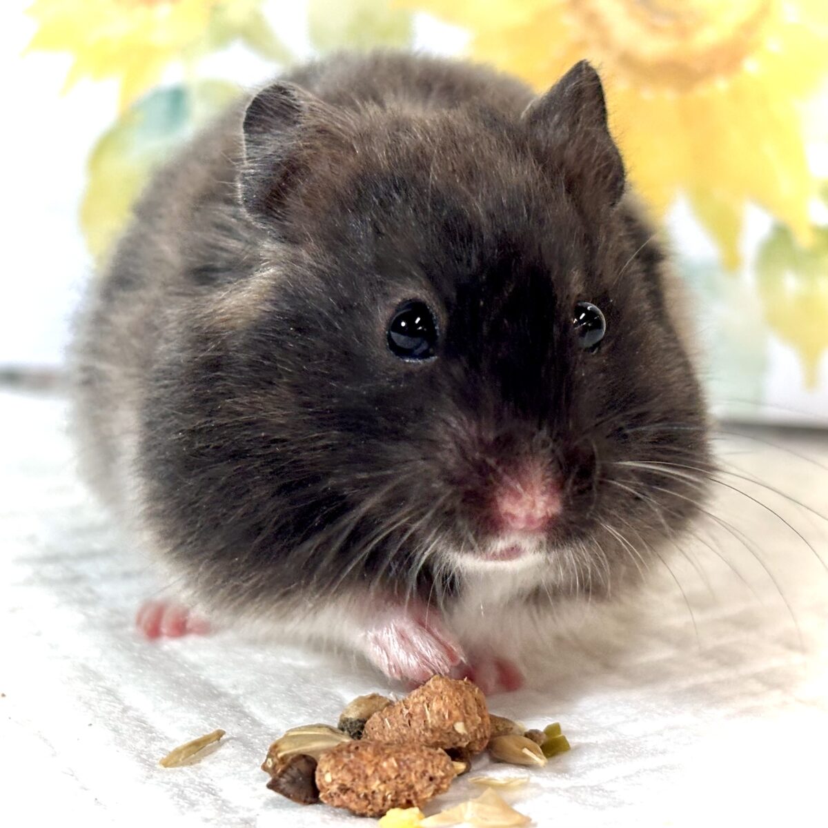 🐹 トリコロールハムスター 女の子 🤎🤍🐹