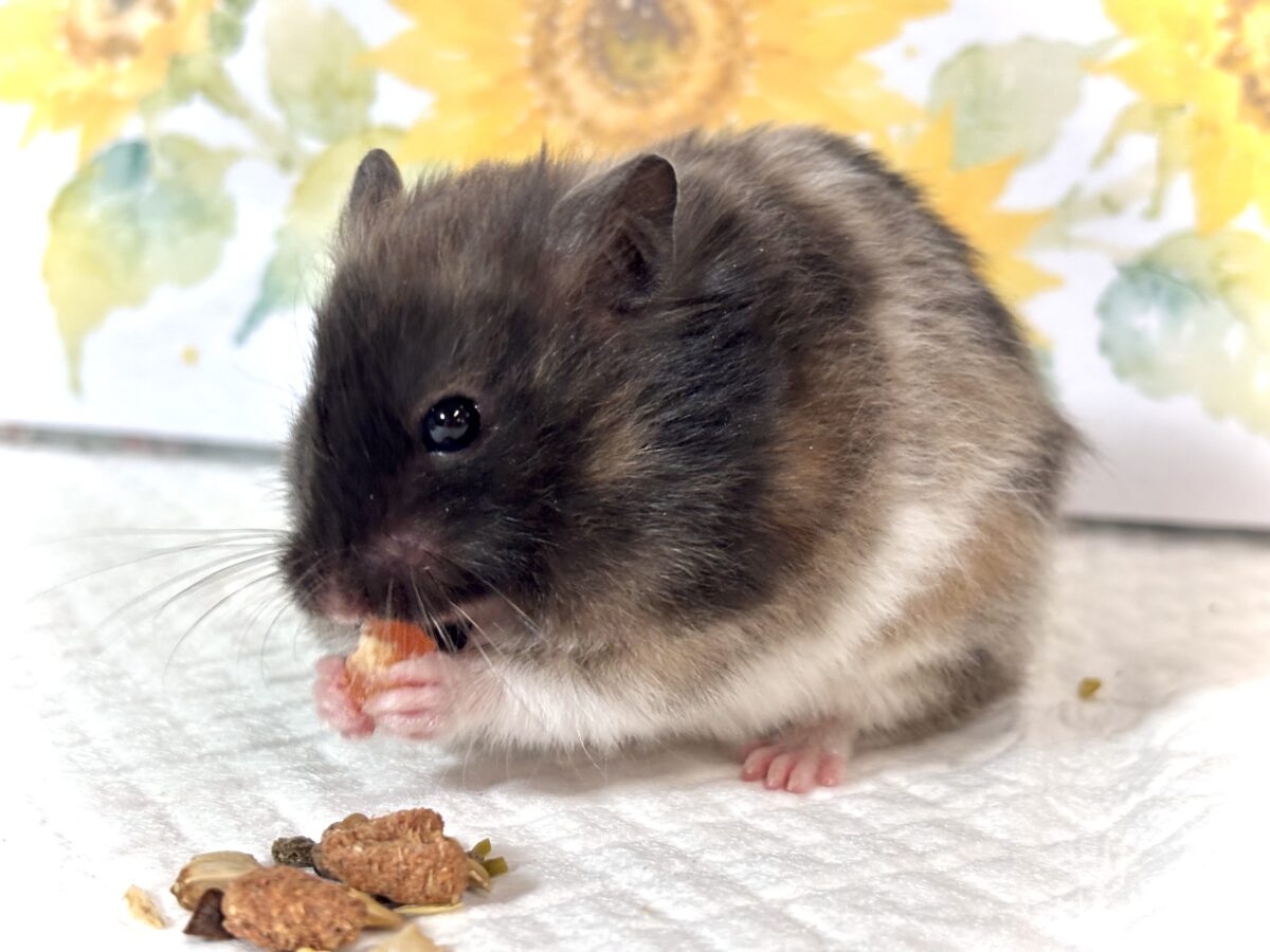 ゴールデンハムスター