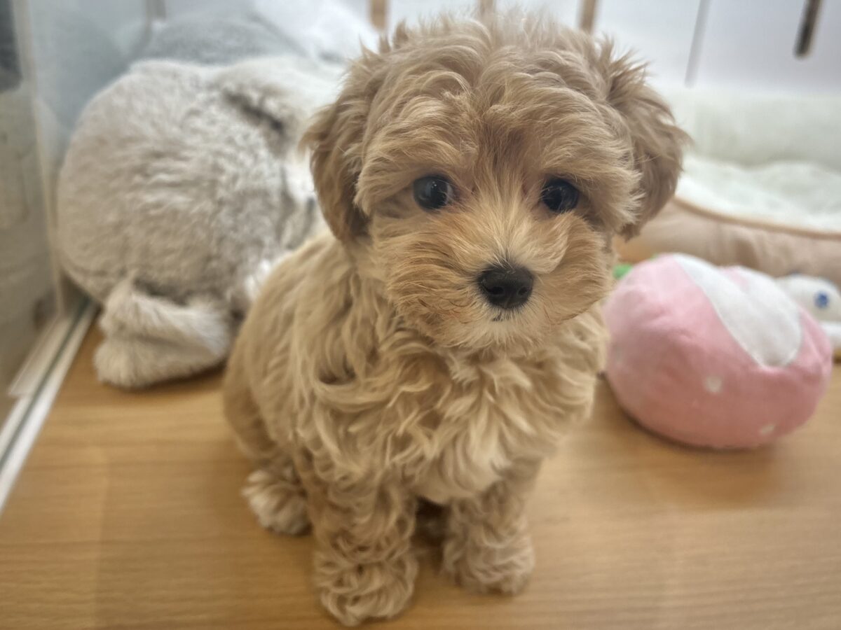 マルプー