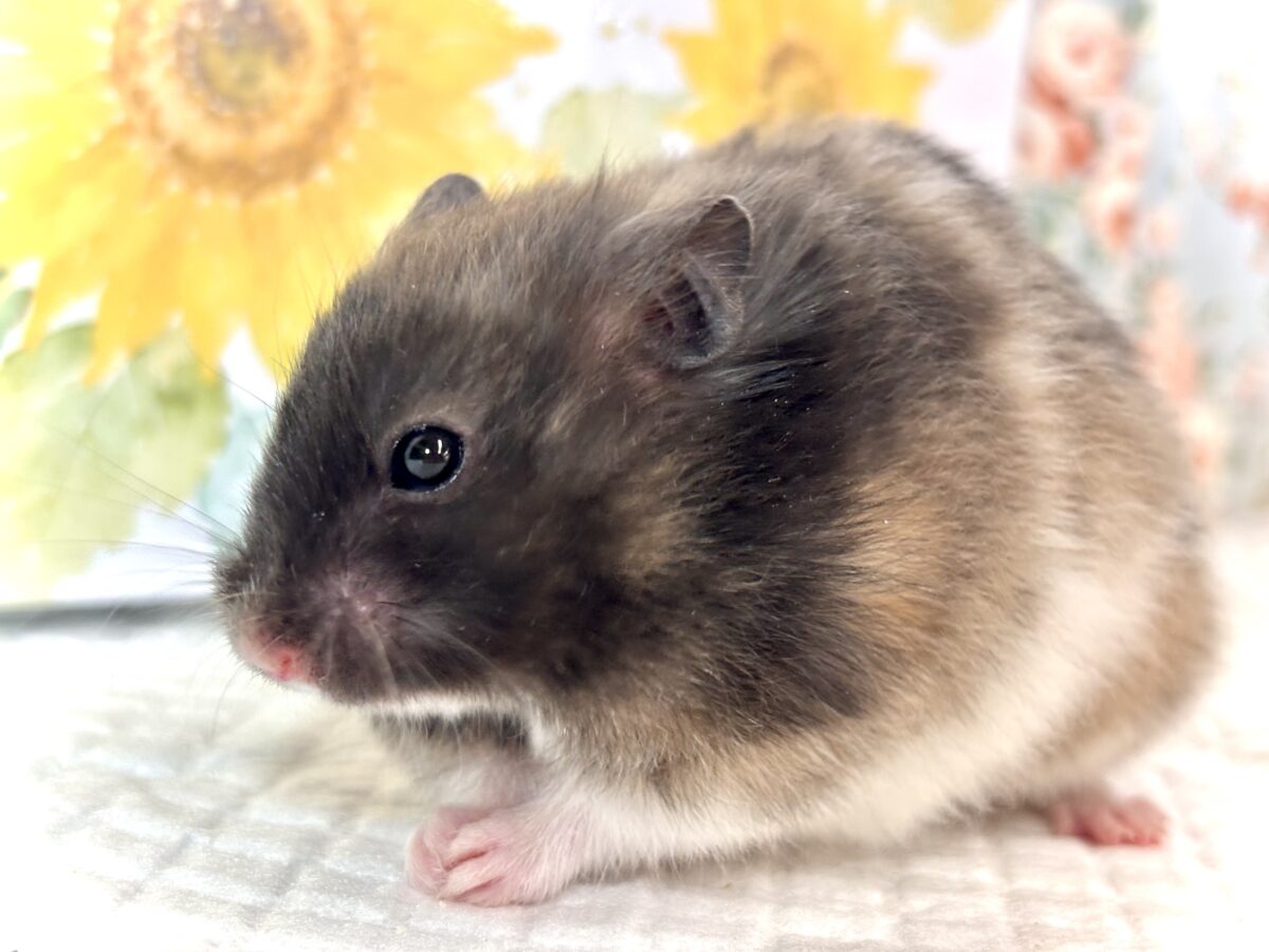 ゴールデンハムスター